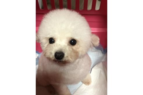 販売中のトイプードルの親犬